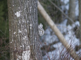 A Siberian flying squirrel climbing up a tree, Espoo, Finland