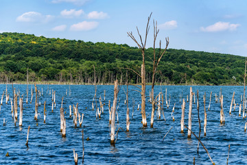 Small dry trees growing in lake summer landscape