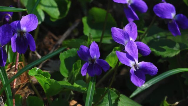 Wild Violet-Viola papilionacea - (4K)