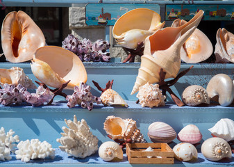 Sea shells for sale in a fishing village in southern Italy.
