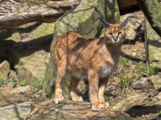 Caracal, Caracal caracal, is a very agile cat