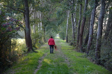 Obraz premium Weg zwischen Bäumen