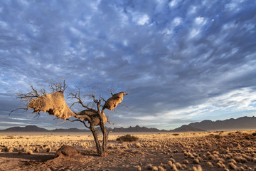 Sociable Weavers Nests in Dead Camel Thorn 