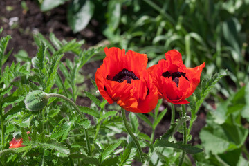 Two red poppies are growing on a spring meadow.