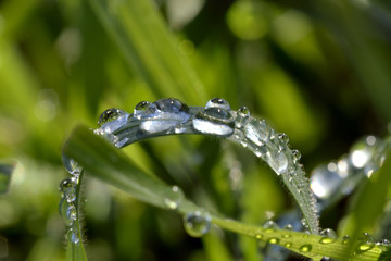 beautiful dew drops on grass leaves