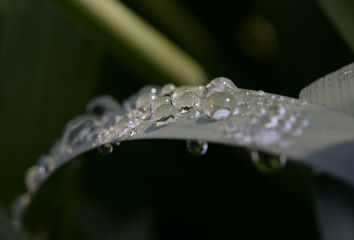 beautiful drops of morning dew on the leaves of Narcissus