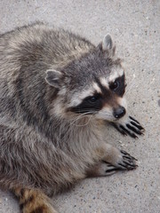 raccoon