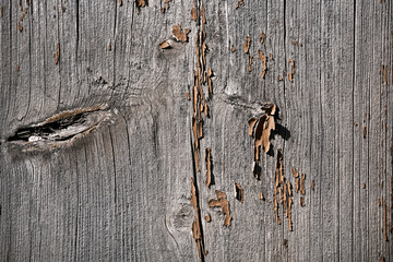 Structure of old tree. Cracked wooden surface background
