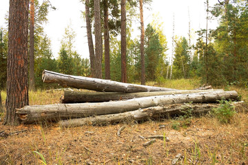 A large pile of dry logs lies on a clearing in the forest.