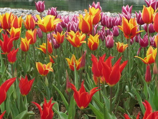 colorful tulips