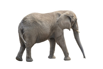 Fototapeta na wymiar Big gray elephant isolated on white background.