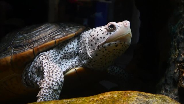 Close up of a black and white spotted Diamondback Terrapin looking at the camera