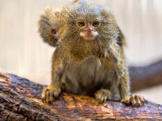 Pygmy marmoset, Callithrix pygmaea niveiventris, female with baby