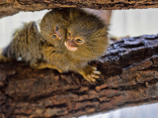 Pygmy marmoset, Callithrix pygmaea niveiventris, female with baby