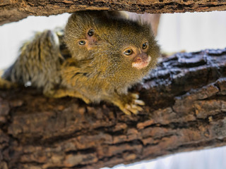 Pygmy marmoset, Callithrix pygmaea niveiventris, female with baby