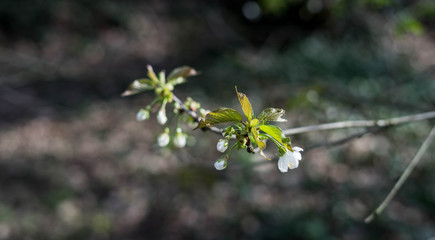 Spring in the park