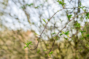 Spring in the park