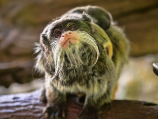 Tamarin Emperor, Saguinus imperator subgrisescens, female with young