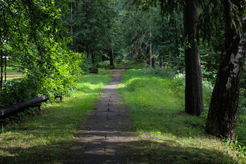 beautiful summer landscape of the park with a road