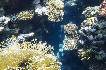 A crack in the coral reef