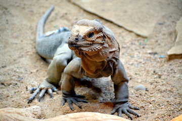 Fototapeta premium Iguana