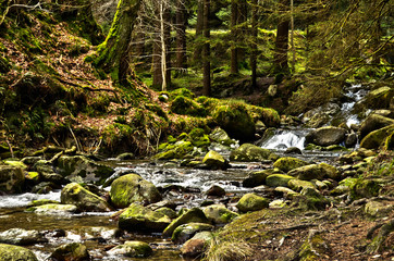 Ireland - Mountains - Forest - River