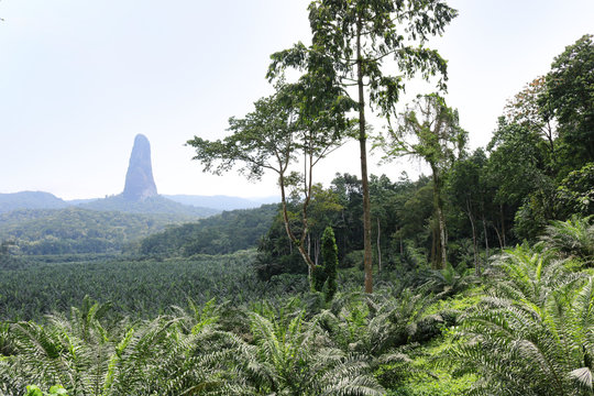 View of Pico de São Tomé seen from the palm tree plantation 