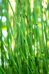 Fototapeta na wymiar A young green reed, like a bamboo.