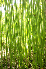 A young green reed, like a bamboo.