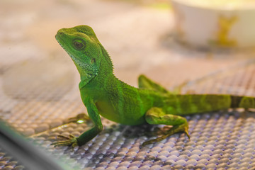 lizard green, standing in the terrarium