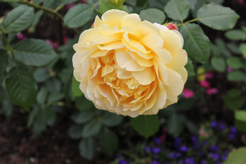 SAINT-PETERSBURG, RUSSIA - July 10 , 2014: Beautiful roses in Catherine Park in Tsarskoe Selo