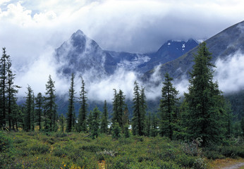 Ak-kem valley in Altai mountains, low cloud behind thin firs