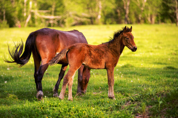 Mother horse with her foal grazing on a spring green pasture against a background of green forest in the setting sun