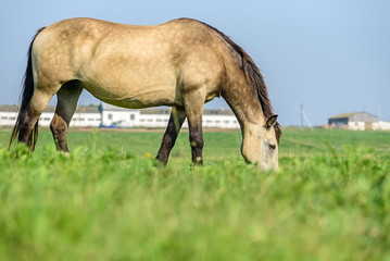 a lone horse grazes on a meadow on a summer day