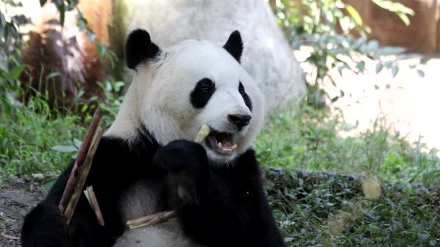 Giant Panda Eats Bamboo, Chengdu, China