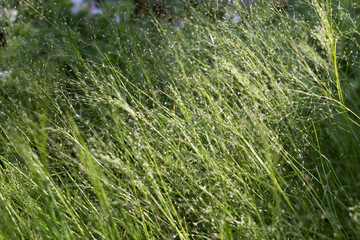 Fresh green spring cereals grass textured background