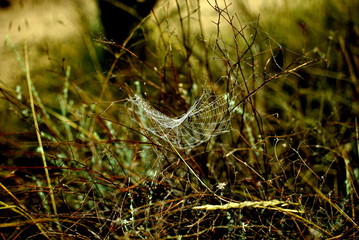 campo olivos, telaraña, araña