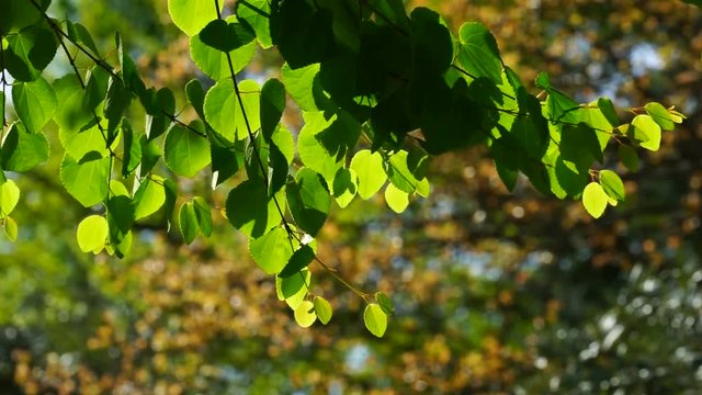Green leaves on tree branch on blurred background.