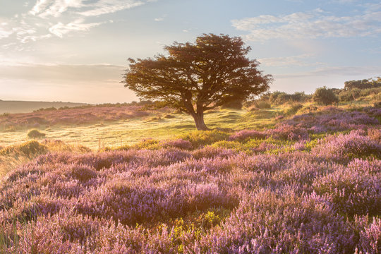 Autumn/fall Heather Porlock Common Exmoor Somerset Uk