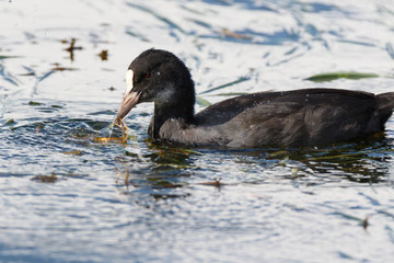 Common Coot (Fulica atra).