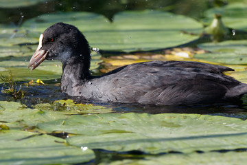Common Coot (Fulica atra).