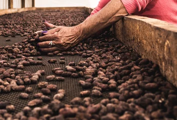 Fotobehang Manos con grano de cacao © Andrés Rivas