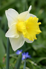 Narzissenblüte in Weiß Makro