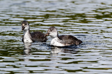 Common Coot (Fulica atra).