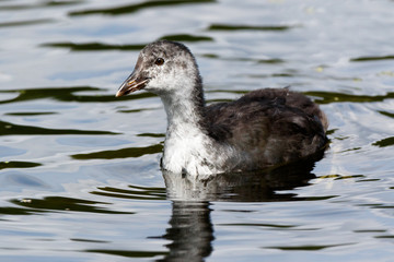 Common Coot (Fulica atra).