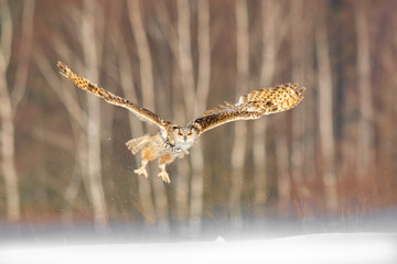 Eastern Siberian Eagle Owl flying in winter. Beautiful owl from Russia flying over snowy field. Winter scene with majestic rare owl.