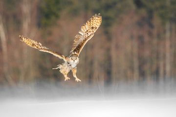 Obraz premium Eastern Siberian Eagle Owl flying in winter. Beautiful owl from Russia flying over snowy field. Winter scene with majestic rare owl.