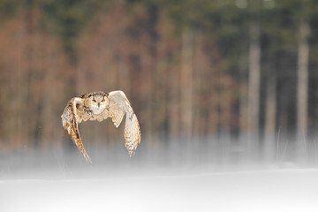 Eastern Siberian Eagle Owl flying in winter. Beautiful owl from Russia flying over snowy field. Winter scene with majestic rare owl.