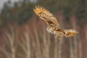 Eastern Siberian Eagle Owl flying in winter. Beautiful owl from Russia flying over snowy field. Winter scene with majestic rare owl.