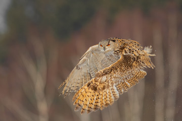 Eastern Siberian Eagle Owl flying in winter. Beautiful owl from Russia flying over snowy field. Winter scene with majestic rare owl.